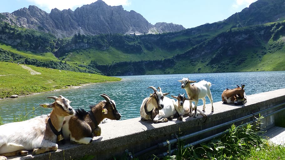 brown, white, goats, lying, edge wall, daytime, edge, wall, tyrol, tannheimertal