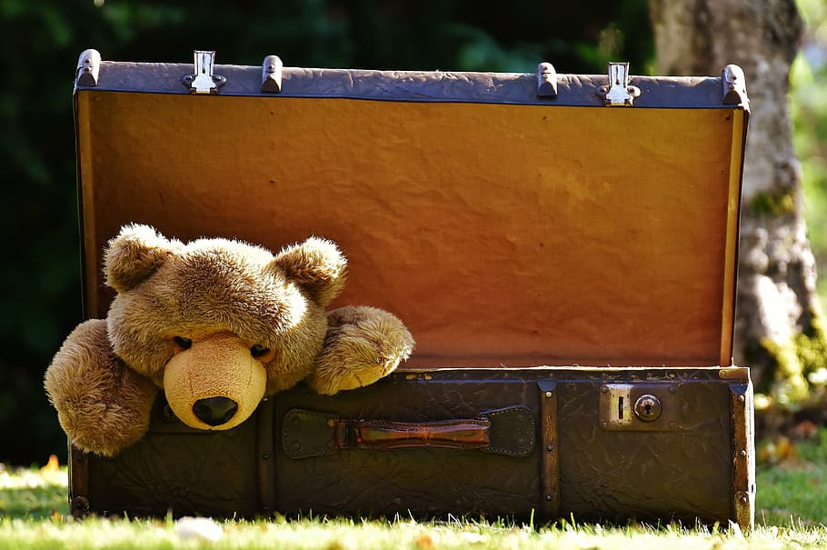 teddy, bear, inside, brown, chest box, luggage, antique, soft toy, stuffed animal, toys