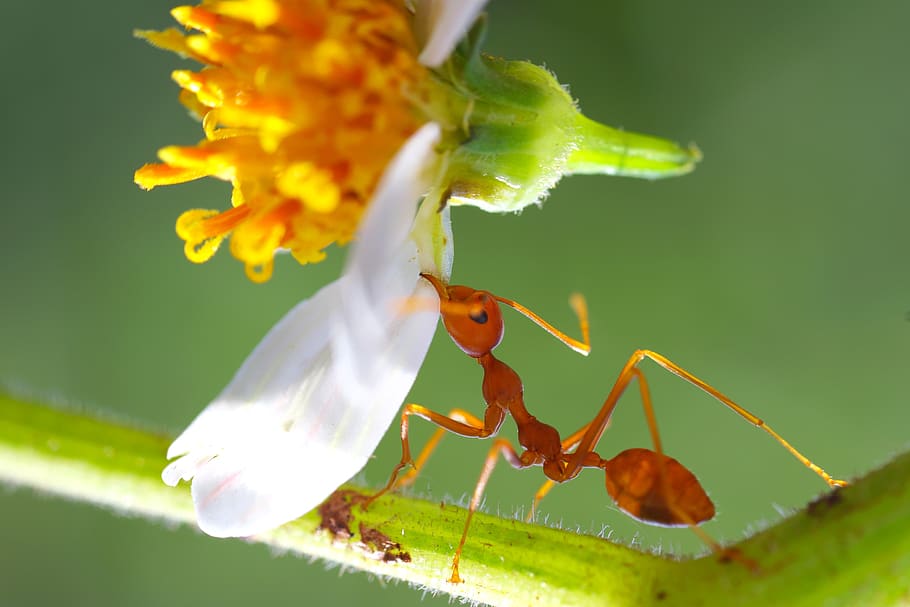 insectos, la hormiga amarilla, insecto, macro, primer plano, invertebrados, temas de animales, animales, animales salvajes, animales en la naturaleza