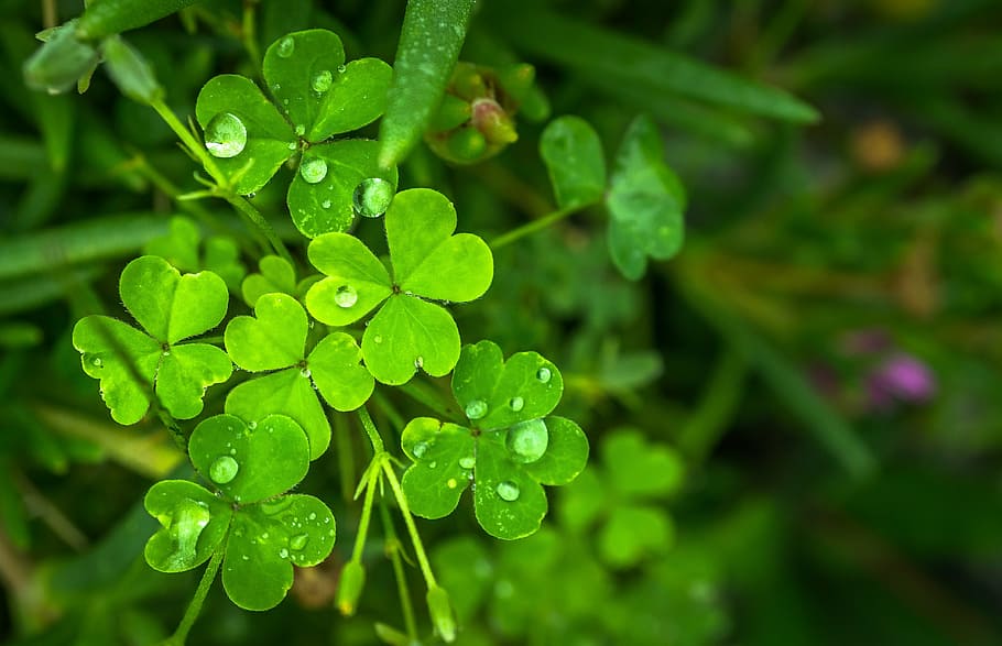 inclosed, green, leaf, nature, abstract, plants, trickle, dew, herb, shamrock