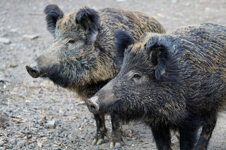 two, black, wild, boars, boar, pig, sow, nature, animal, park
