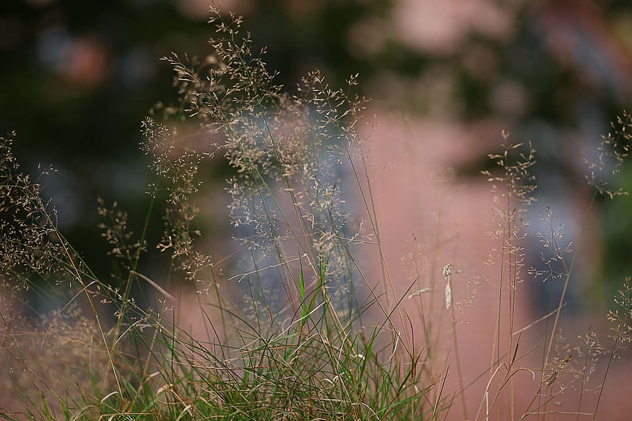 grass, soft, diffuse, bokeh, tender, blurry, mood, contemplative, warm, nature