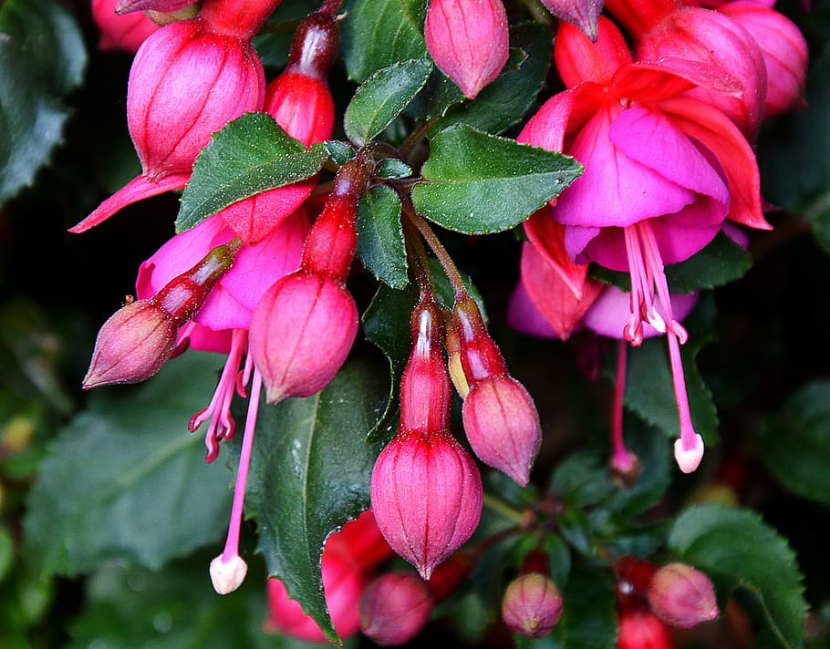 fuchsia, summer flower, red, plant, growth, beauty in nature, freshness, close-up, flowering plant, pink color