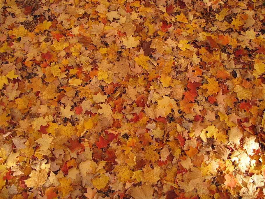 乾燥したカエデの葉, 秋, 落ち葉, 季節, 葉, 緑豊かな, パターン, オレンジ, 黄色, カラフル