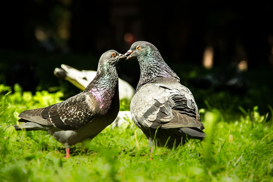green, grass, Birds, Pigeons, Love, Couple, Doves, dom, peace, love birds