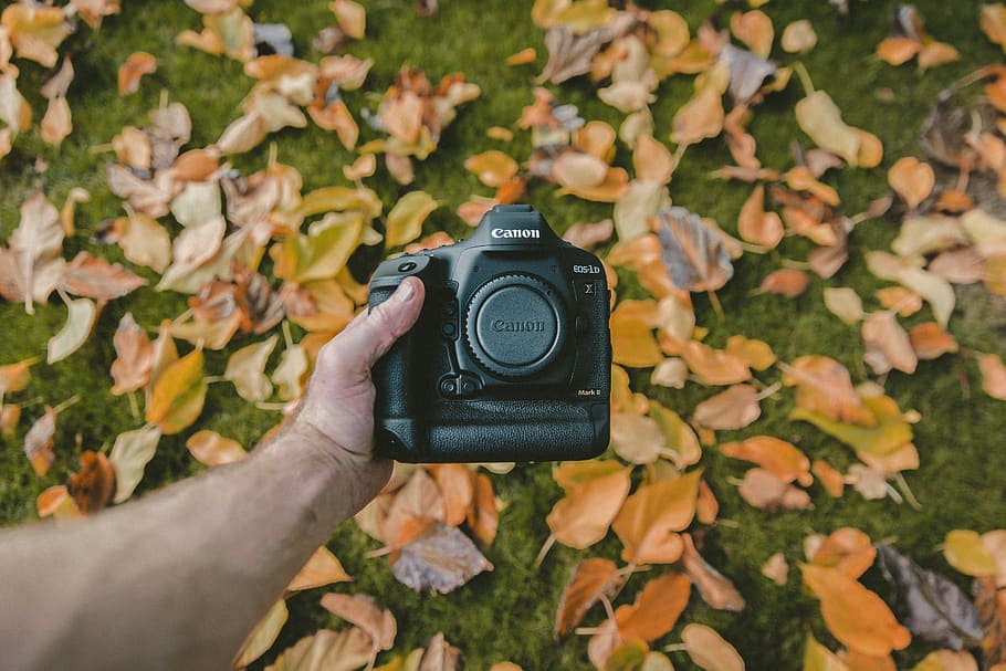 folha, outono, verde, grama, cânone, câmera, mão, braço, fotografia, mão humana