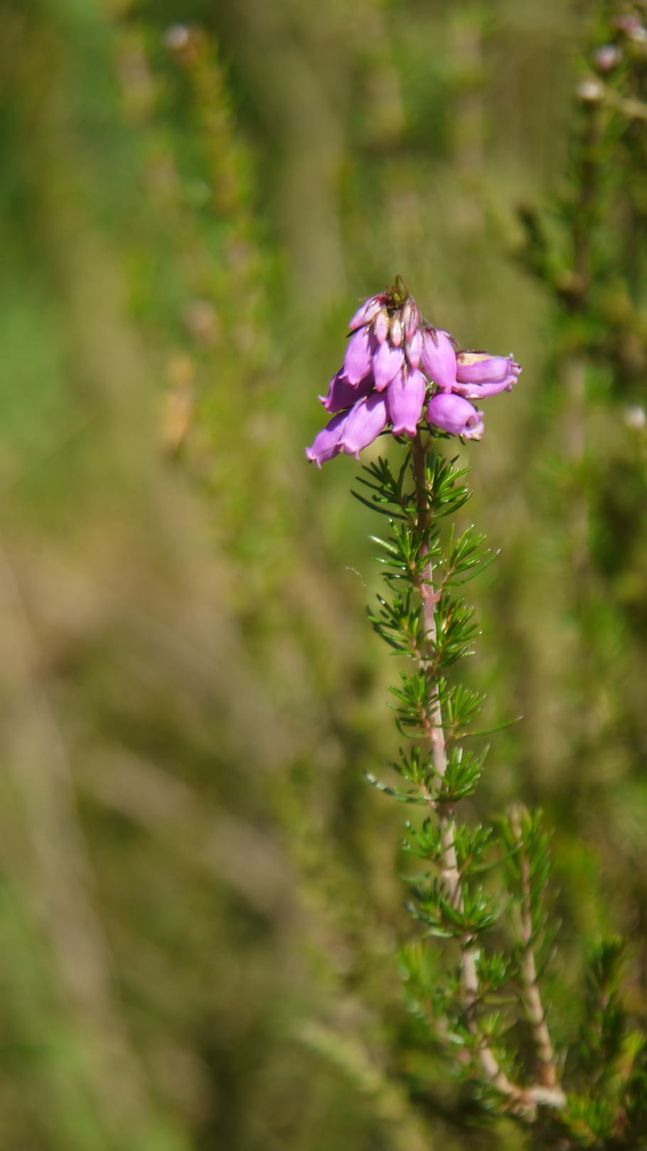 Bell Heather, pink petaled flower photograph, plant, flower, flowering plant, beauty in nature, growth, freshness, vulnerability, fragility
