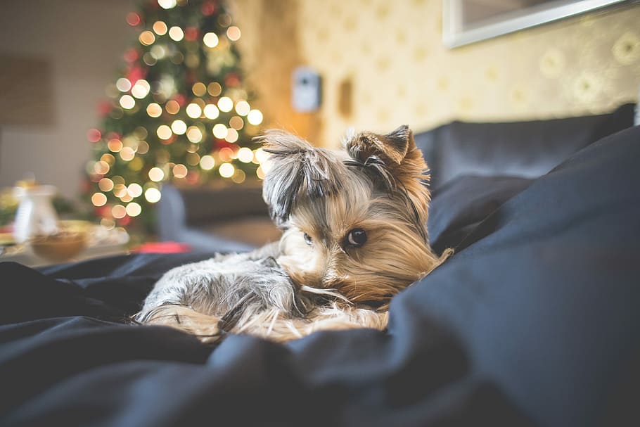 Cachorro, Inocente, Mira, Cara, animales, bokeh, navidad, navidad bokeh, noche de navidad, vacaciones de navidad