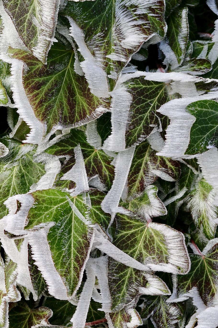 frost, ivy, eiskristalle, frozen, leaf, plant, plant part, green color, cold temperature, growth