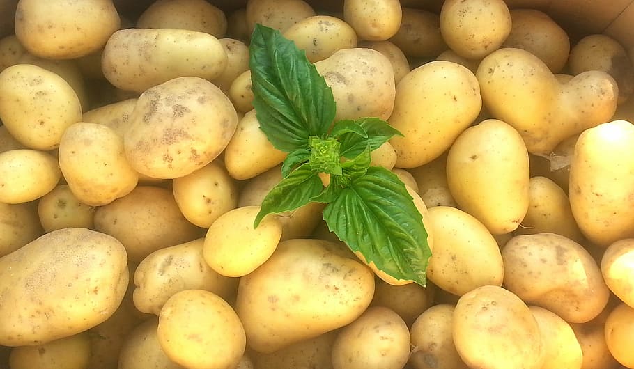 potatoes, frisch, raw, food, food and drink, freshness, healthy eating, wellbeing, potato, vegetable