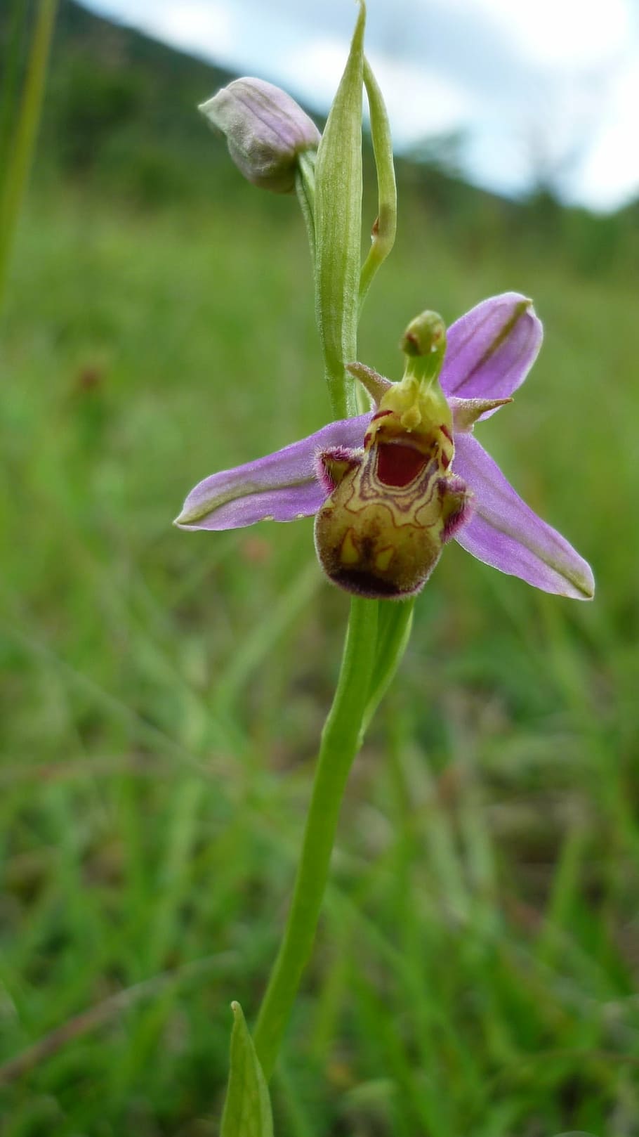 bee orchid, marmorata, german orchid, mountainside, protected, very rare, plant, flowering plant, flower, growth