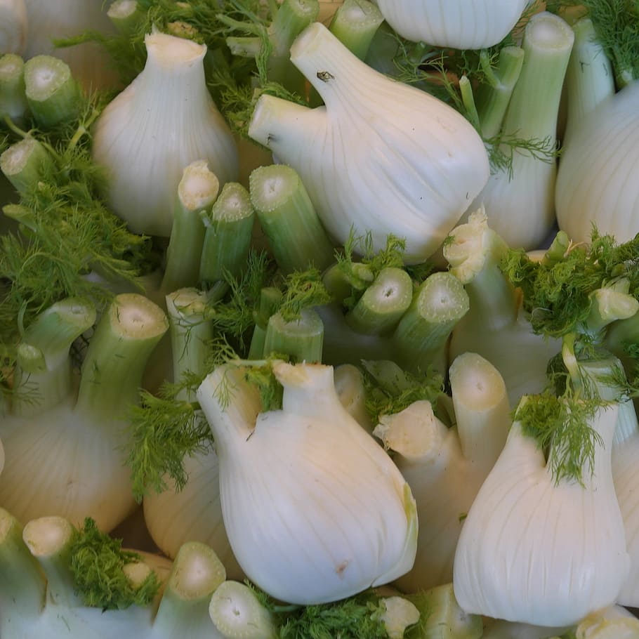 vegetables, fennel, food, freshness, vegetable, food and drink, white color, garlic, healthy eating, spice