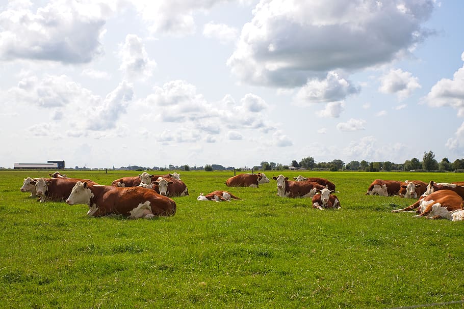 cow, cows, the red-fur, friesland, grassland, clouds, heaven, air, panorama, cattle