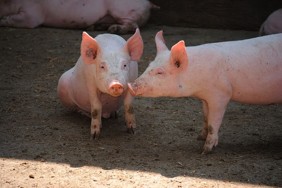 dua babi merah muda, babi, menabur, berkembang biak, ternak, peternakan babi, potret hewan, mamalia, hewan, tema hewan
