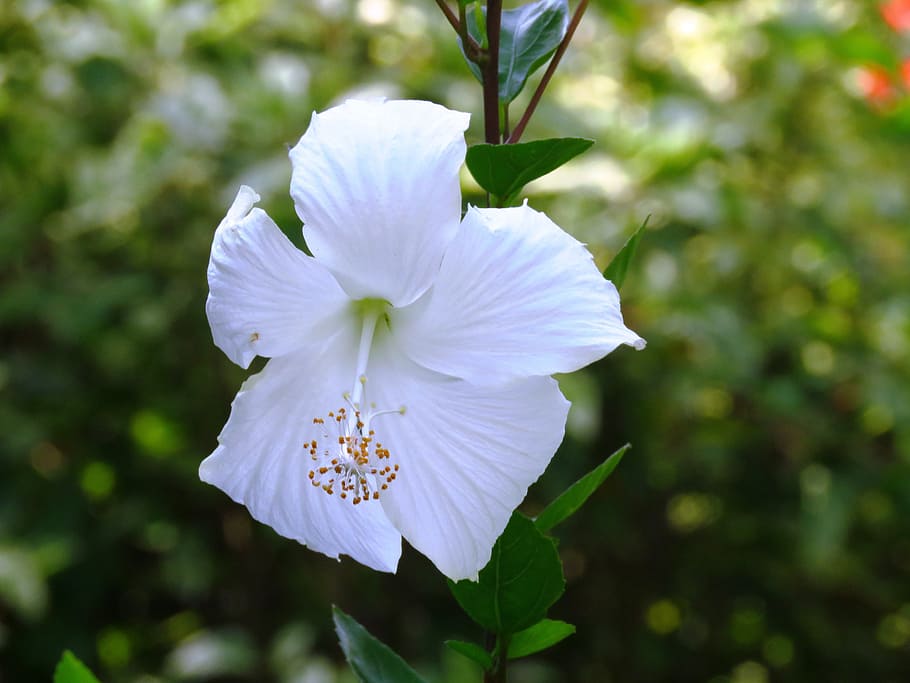 white hibiscus flower, white, Hibiscus, flower, hibiscus rosa sinensis, herbal, white rose, white color, petal, flower head