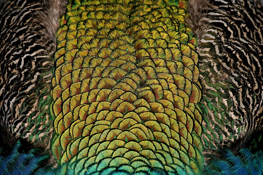 green, blue, peacock feather wallpaper, peacock, bird, feather, color, colorful, iridescent, peacock feathers