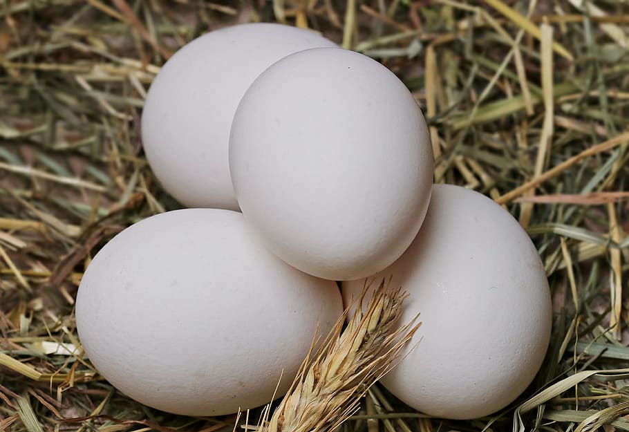 4つの白い卵, 卵, わら, 食品, 食べる, 健康, 食用, おいしい, 白, 白い卵