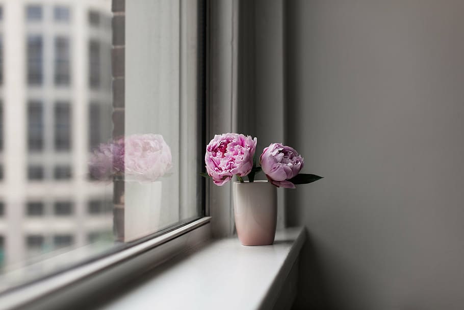 peonies, pink, flower, floral, summer, bouquet, celebration, window, pink color, looking through window