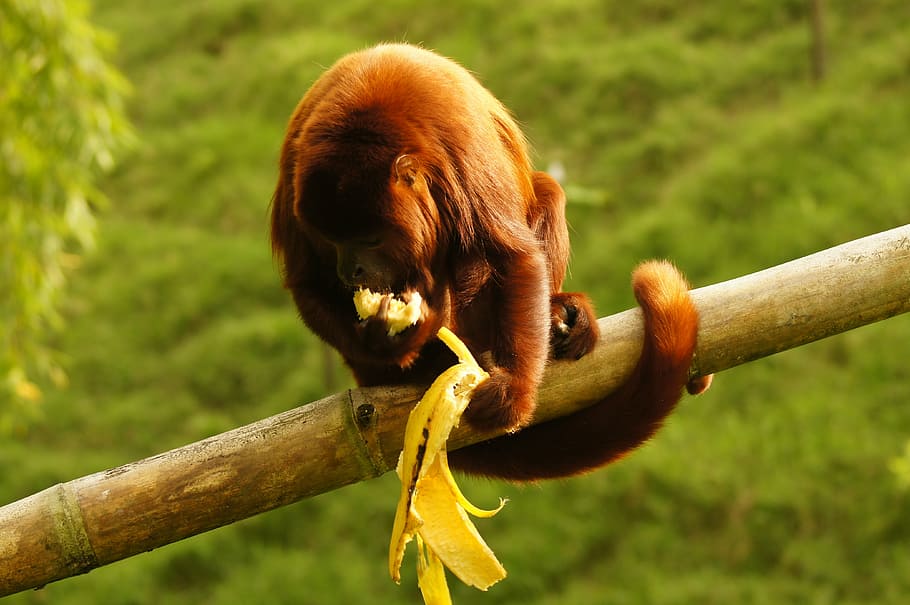 Conoce al mono aullador que habita en Colombia 