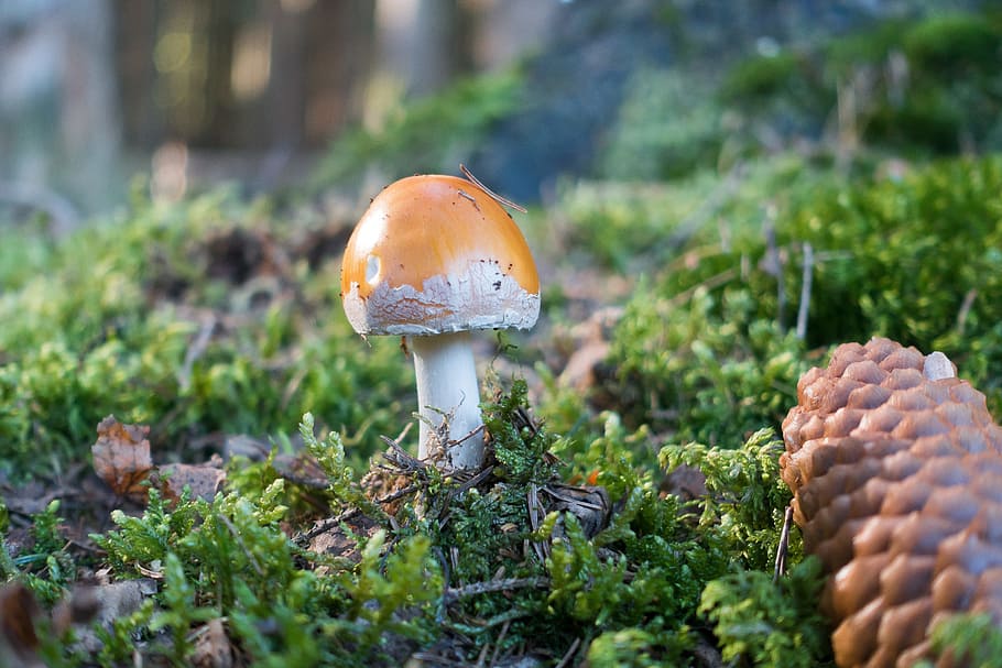 Mushroom, Hat, Orange, Brown, mushroom, hat, orange brown, flake, white, velum flakes, autumn