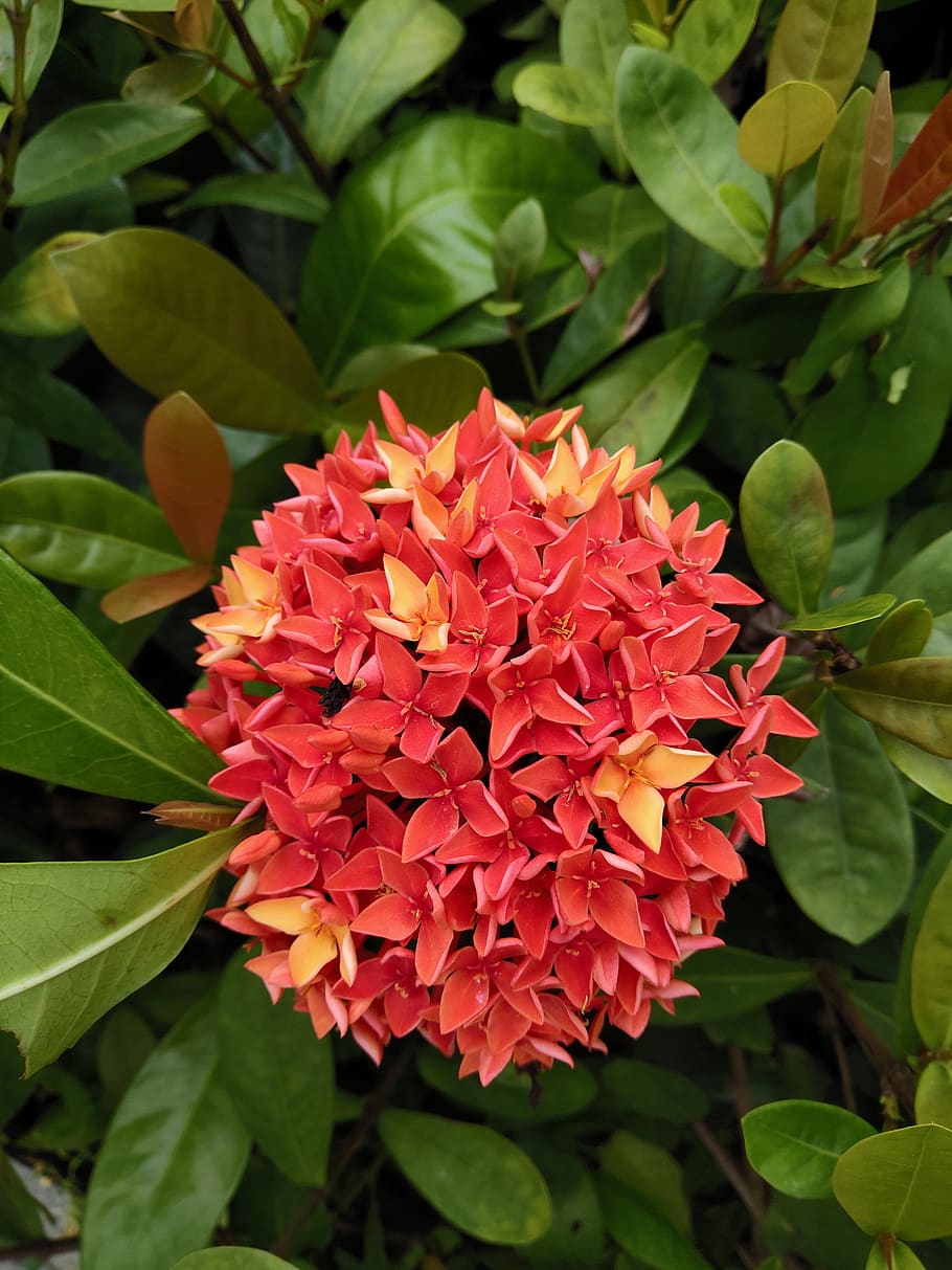 spring, open, flowering, bright, beauty, the scenery, nature, ixora, plant, growth