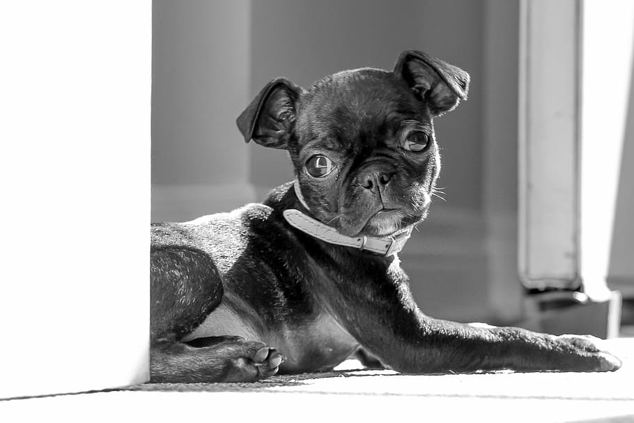 black, pug puppy, inside, room, pug, boston terrier, cute, puppy, relaxing, dog