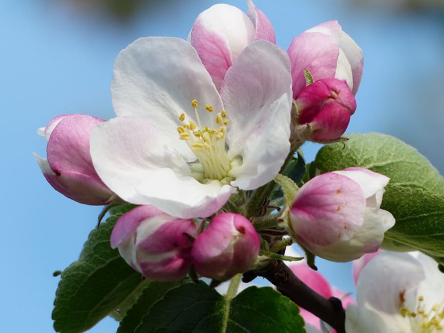 white, pink, petaled flower, close, photography, flower, close up photography, apple blossom, apple tree, blossom