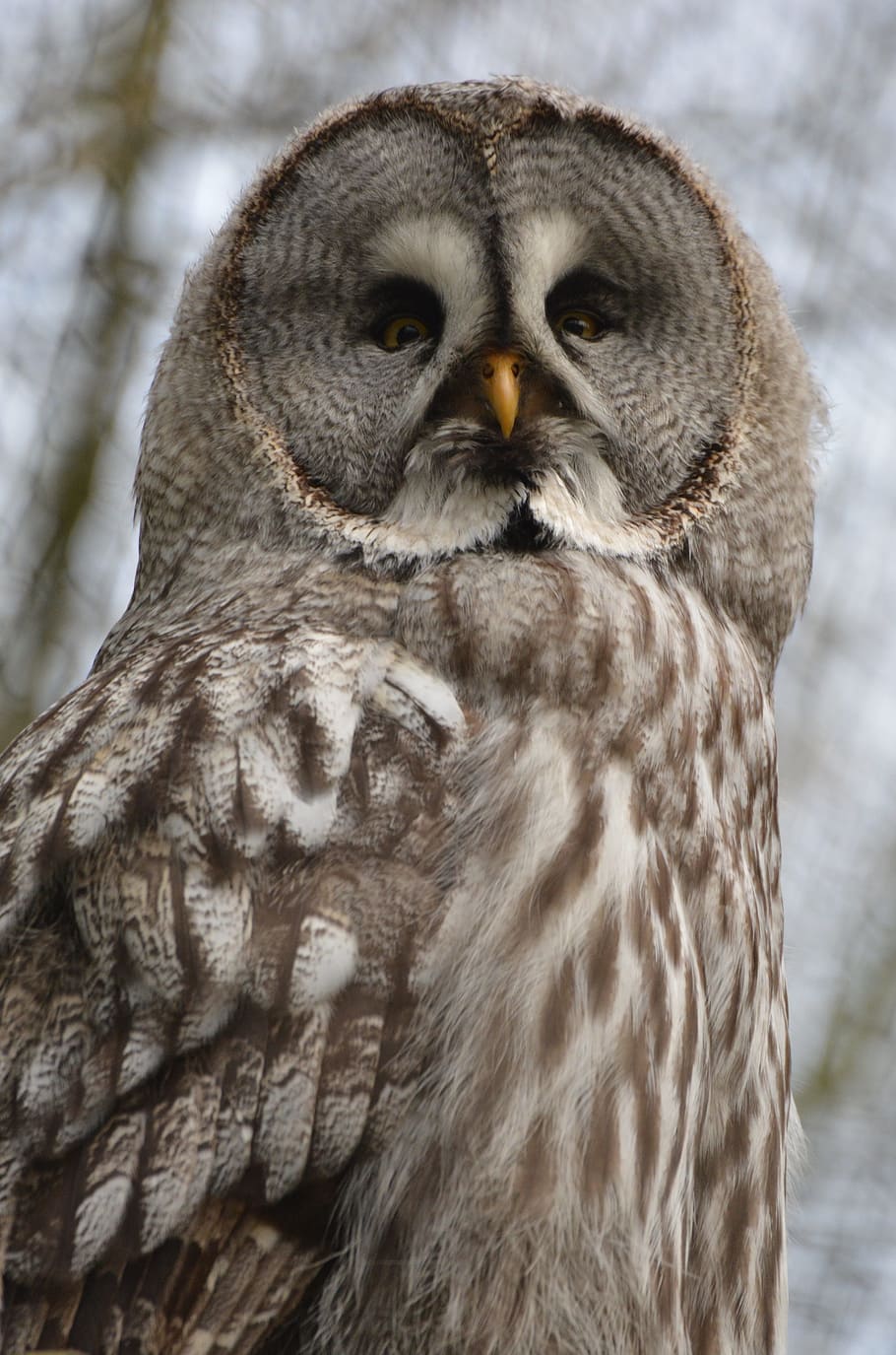 shallow, focus photography, white, brown, owl, screech owl, bird, feathers, beak, animal wildlife