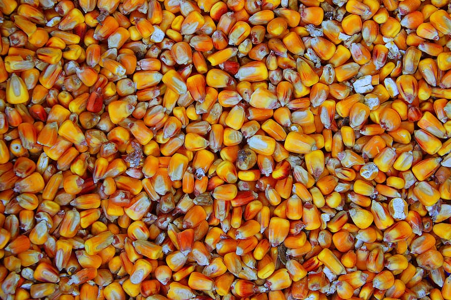 orange corn seeds, dry, mag, wallpaper, corn, grain, structure, sample, nutrition, food