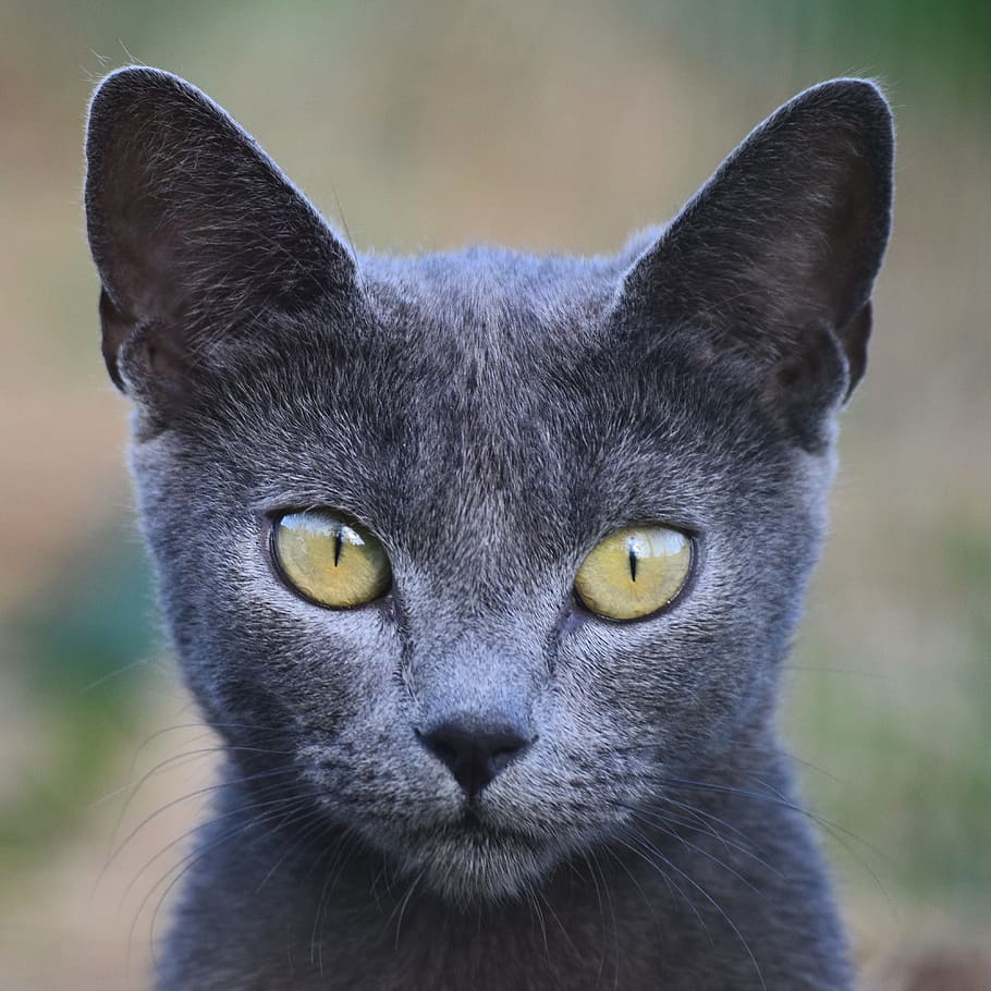 close-up photo, gray, cat, animal, cute, mammal, kitten, grey, young, eye