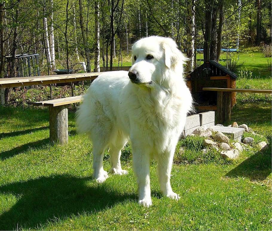 adult, white, great, pyrenees, standing, grass field, brown, bench, pyrenean mountain dog, great pyrenees