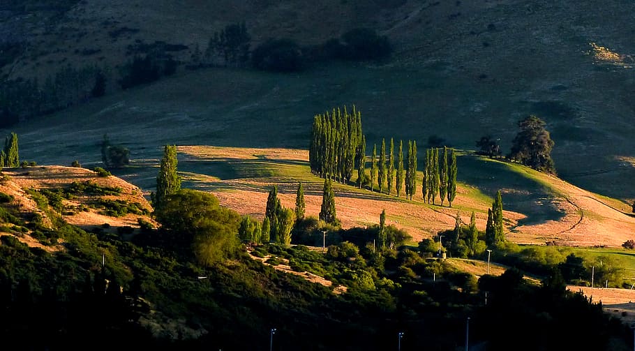 Frankton, nascer do sol, Otago, foto aérea, árvores, árvore, plantar, beleza natural, tranquilidade, paisagens - natureza