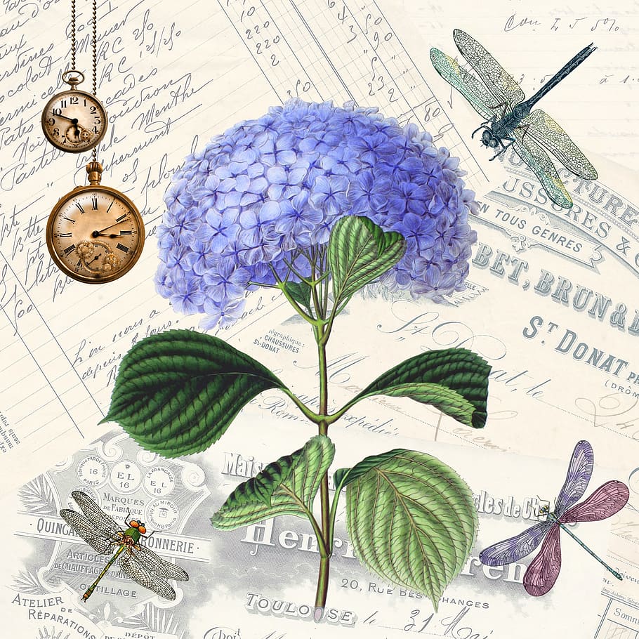 azul, pintura de flores de hortensia, vintage, shabby chic, libélulas, hortensias, relojes, fondo, flor, bloom