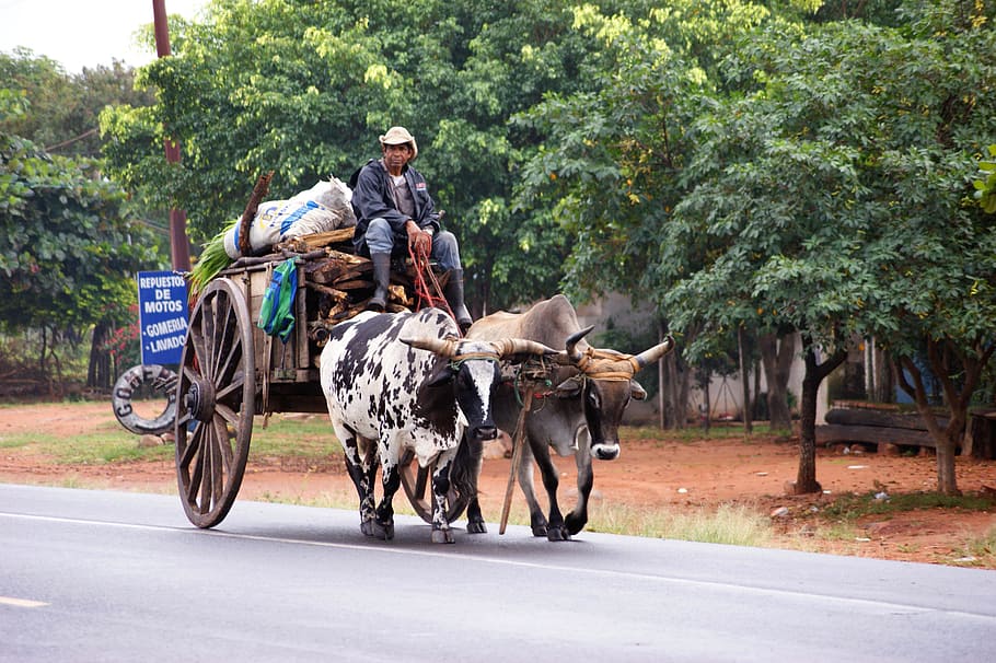 hombre, equitación, carruaje, tirado, búfalos de agua, carreta de bueyes, paraguayos, carretera, árbol, paraguay