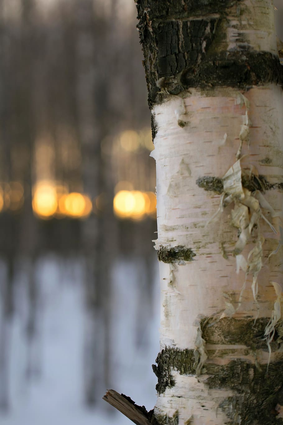 outdoors, tree, wood, nature, winter, the finnish nature, nature photo, snow, birch, evening