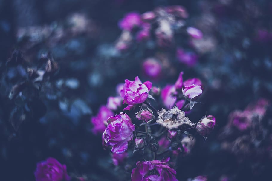 planta de flor púrpura, rosas, jardín, florecer, rosa, flor de rosa, rosal, planta, brote, fragancia
