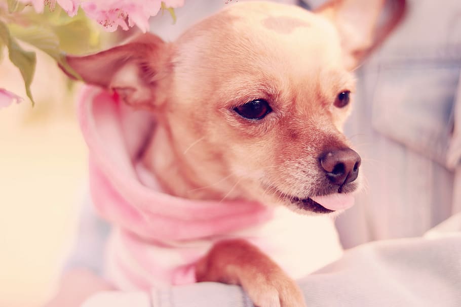 shallow, focus photography, brown, chihuahua, shallow focus, photography, dog, chihuahua - Dog, pets, animal