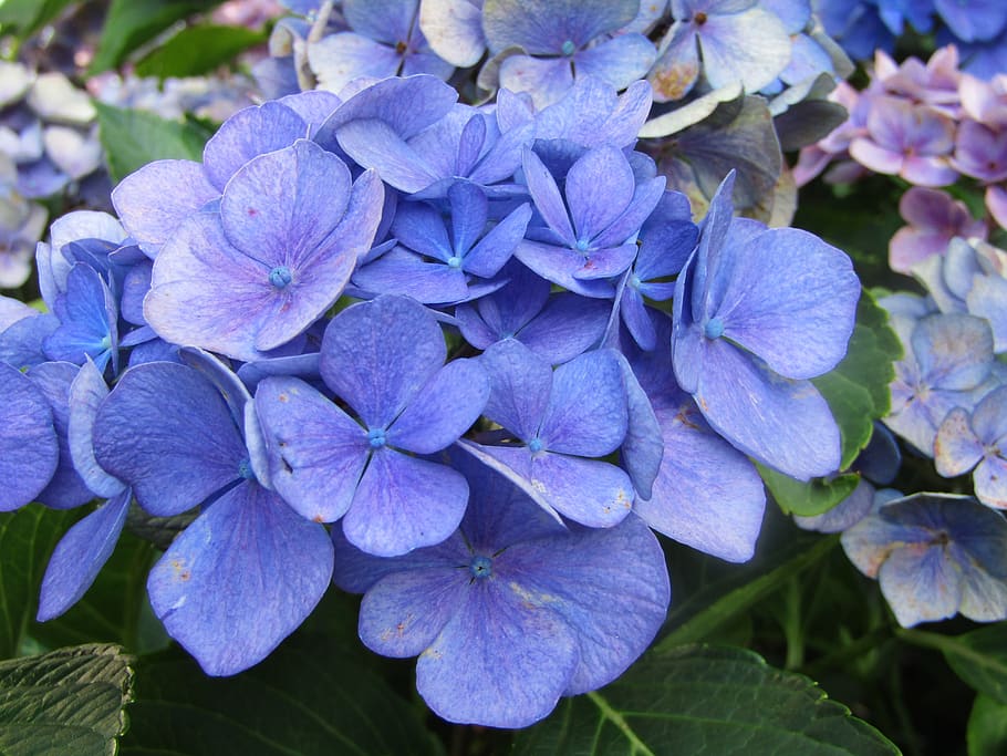 hortensia, flores, azul, violeta, floración, flores de hortensia, planta  floreciente, flor, vulnerabilidad, fragilidad | Pxfuel