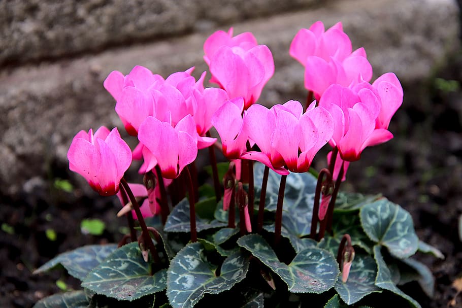 cyclamen, flowers, color pink, plants, cemetery, horticulture, garden, gardening, botany, flora