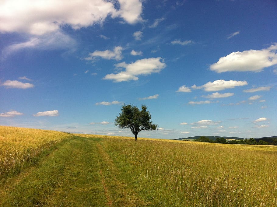 clouds, summer, tree, trail, field, middle rhine, rhine, rhine castle trail, trail of edge of the woods, sky