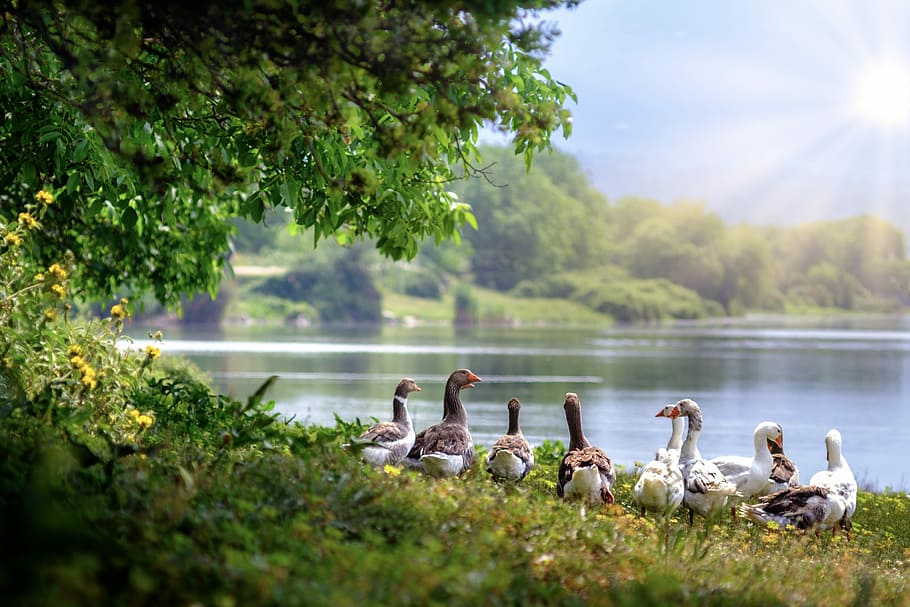 group, ducks, river, wild geese, lake, countryside, sun, country, birds, water