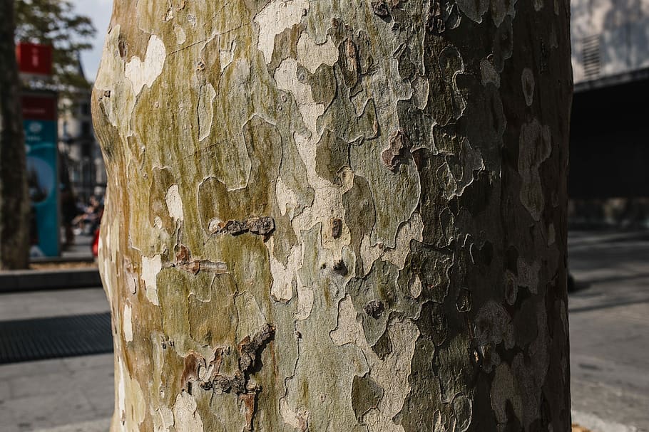 primeros planos de troncos de árboles, troncos de árboles, primeros planos, naturaleza, árbol, madera, marrón, corteza, tronco, fuerte