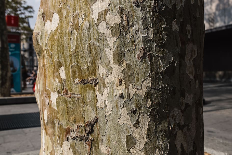 naturaleza, madera, marrón, corteza, tronco, fuerte, sólido, duro, árbol, troncos