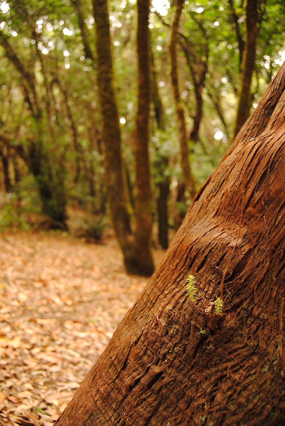 forest, tree, texture, trees, trunk, tree trunk, plant, land, nature, focus  on foreground | Pxfuel