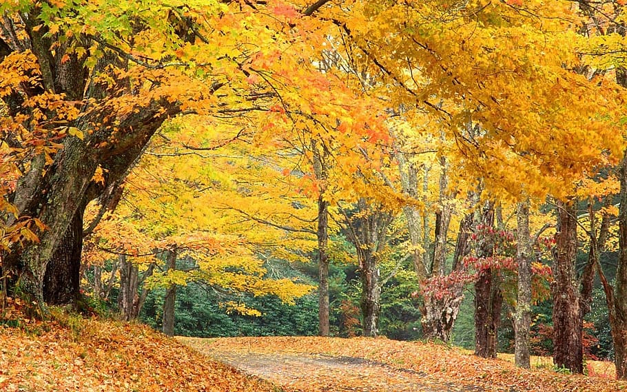 yellow leafed trees, north carolina, autumn, fall, trees, mountain scenes, carolina, nature, colorful, leaves