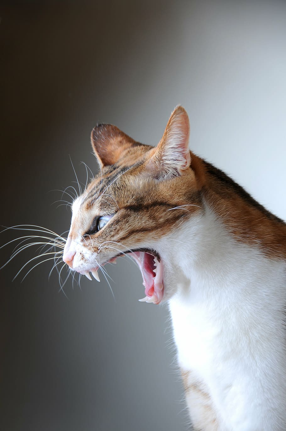 gray, white, tabby, cat, yawning, pet, yawn, lateral face, domestic cat, pets