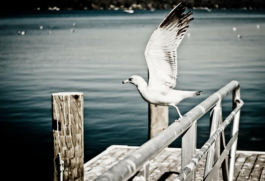 white, bird, gray, metal fence, seagull, boat, docking, railings, body, water