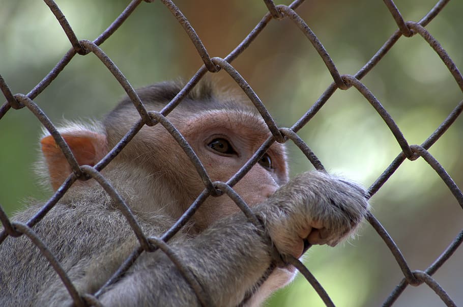 monkey, rhesus macaque, macaca radiata, animal, primate, caged, zoo, cage, close-up, looking