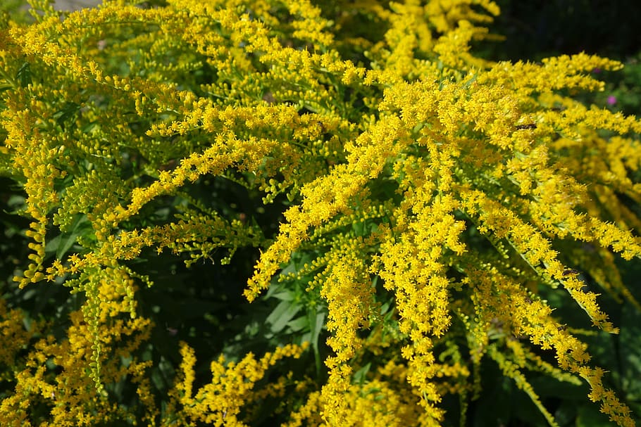 golden rod, yellow, plant, autumn, nature, flowers, flora, close up, late summer, pollinator
