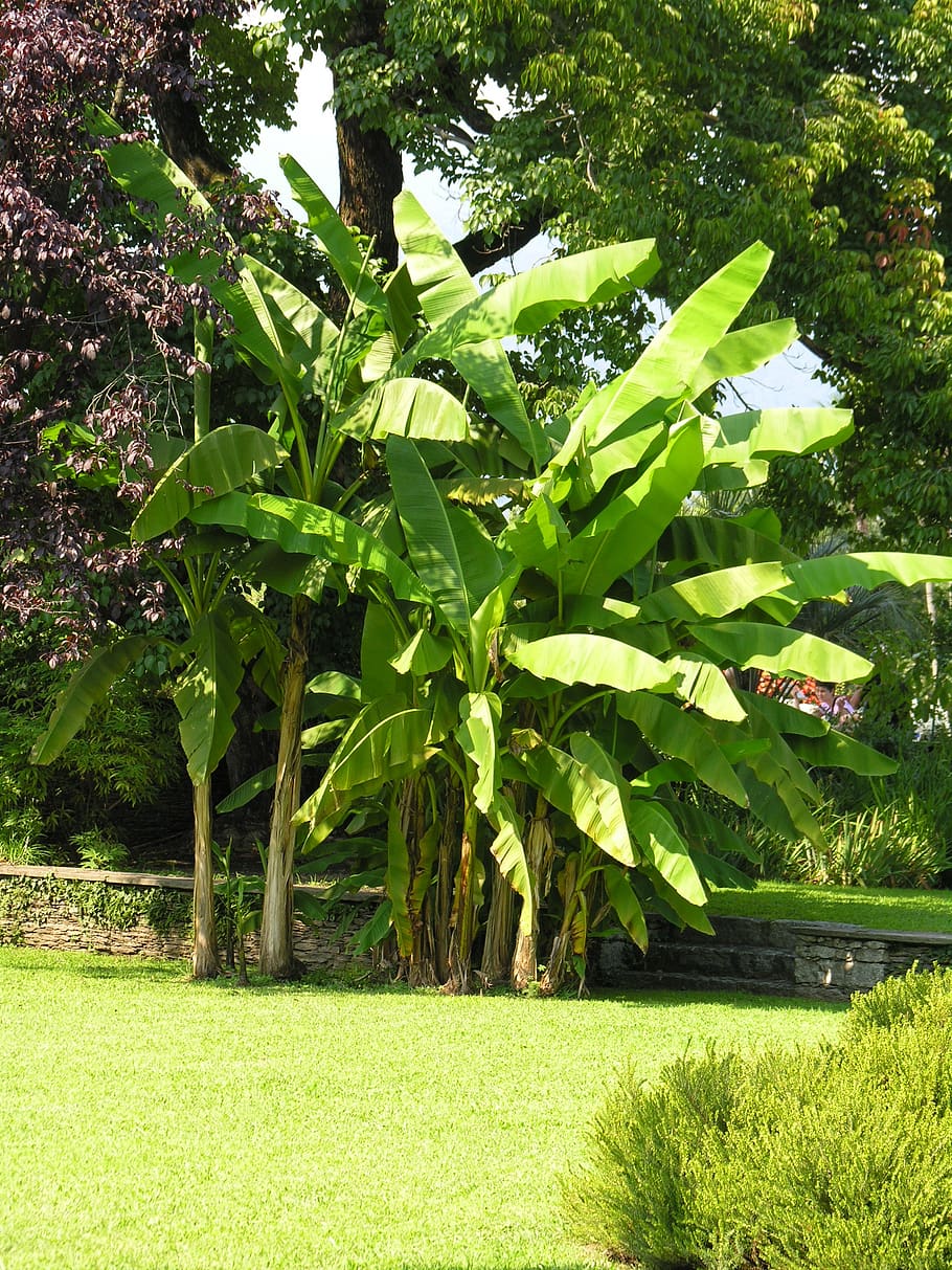 arbusto de banana, villa taranto, lago maggiore, planta, crescimento, cor verde, natureza, árvore, beleza na natureza, dia